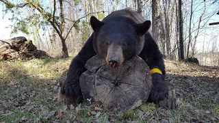 2017 Archery Black Bear Hunt w/ Sask Can Outfitters