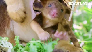 Adorable Tree Kangaroo Joey Makes An Appearance