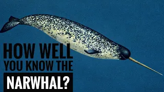 Narwhal || Description, Characteristics and Facts!