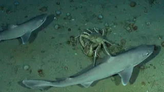 水下攝影機引來鯊魚，意外驚擾了一對交配中的螃蟹《國家地理》雜誌