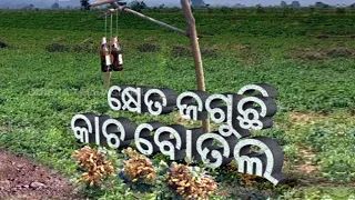 Farmers in Dhenkanal use this technique to protect their produce