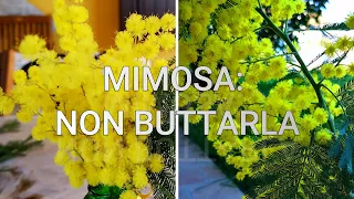 Mimosa: non buttarla, piantala!!! Come creare una nuova pianta con il rametto che ti regalano