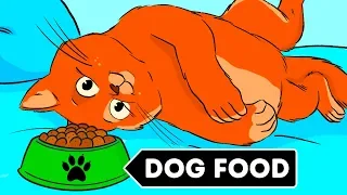 Why Cats Can't Eat Dog Food