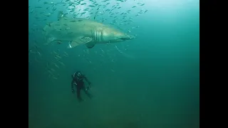 Caribsea Wreck, North Carolina