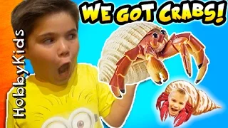 Hermit CRAB Pet Surprise with Toys and Tank by HobbyKidsTV