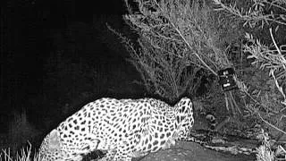 Oudekloof Cape Leopard having a drink