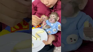 #monkey #cutebaby #animals #memes #trendingshorts #animal #monkeybaby #babycute #socute #funny