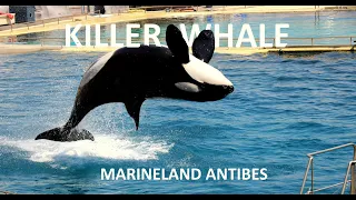 Marineland Antibes Killer Whale Show 2020 I Best Moments of Killer Whale I Marineland Antibes