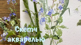 Летний скетч 🌿 Полевые цветы акварелью