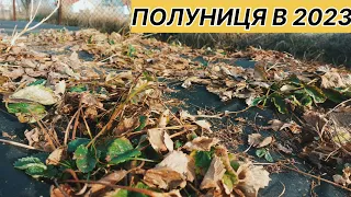 Що буде,якщо не обрізати полуницю осінню?/Обробка полуниці/Вирощування полуниці у нас на Поліссі