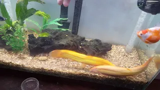 Petting sliver the dojo loach