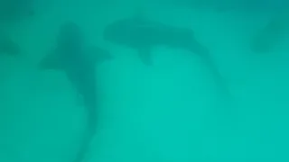 Punta Cana. Reef Explorer - shark. Доминикана, Пунта Кана, Атлантический океан и акулы.