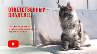 Ваш котёнок вырос. Особенности кормления взрослой кошки