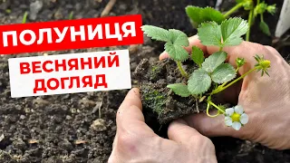 Полуниця | Багатий врожай полуниці щороку. Пересадка, обробка, догляд.