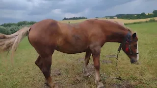 коні на продаж львівська обл коні ваговози / кіні з України/ koni Ukraine