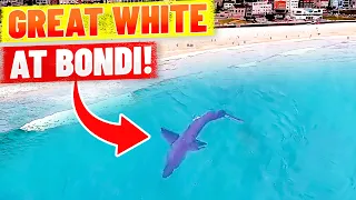 Great White Shark at Bondi Beach - Spotted by Drone!