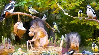 Cat TV: BIRDS for Cats to Watch 😺 Forest Friends at Autumn Fest 🐿️ Squirrels for Dogs to Watch