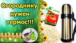 СУПЕРСКИЙ СПОСОБ!!! ОБРАБОТКА СЕМЯН В ТЕРМОСЕ! ОБЕЗЗАРАЖИВАНИЕ, ДЕЗИНФЕКЦИЯ ОТ ГРИБКОВ И БОЛЕЗНЕЙ.