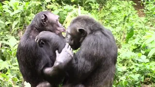 Rescue Chimpanzees Daniel and Shy Grooming