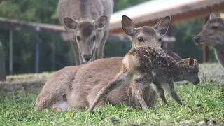 奈良公園の子鹿ちゃん誕生（令和6年度第一号）