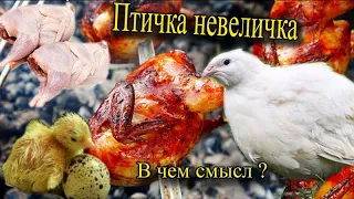 Перепел техасский белый бройлер Что за птичка невеличка Немного о мясной породе