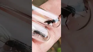 How to capture a queen ant #ant #myrmecology #queen