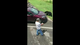 Mother Bear Charges at Man After He Gets Too Close to Cubs in Tennessee