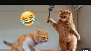 New Funny Animals videos 2023 😁😅 Funniest Cats and dogs 🤣🐕 part 17