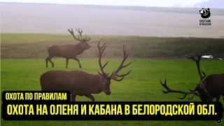 Охота на оленя и кабана в Белгородской области // Охта по правилам