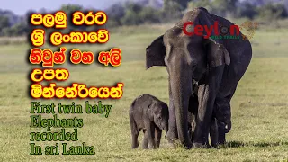 first twin baby elephants recorded in sri lanka #babyelephants #twins #minneriya
