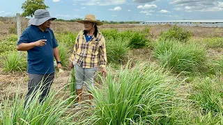 TANGLAD FARMING: Another PLANT AND FORGET, Halamang TAMAD, TYPHOON RESISTANT Pero may JACKPOT!