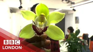 Plant Whisperers: How your plant is talking to you - BBC London