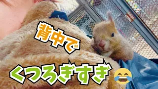 人の背中でくつろぐエゾリスが可愛すぎる！！