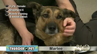 Pet of the Week: Marlee