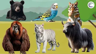 Love The Life Of Cute Animals Around Us: Black Bear, Parrot, Squirrel, Buffalo, White Tiger, Gibbon