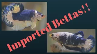 Unboxing Imported Betta Fish!!!