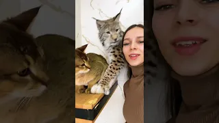 Ревнующая рысь 😽