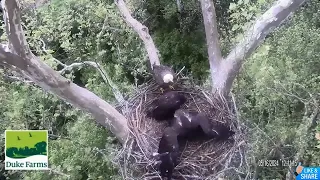 TWO Eaglets on a Branch & the Most Dramatic Mantling This Season! - Duke Farms Eagles (5/16)