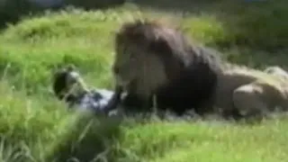 Прыгнул в вольер ко льву!