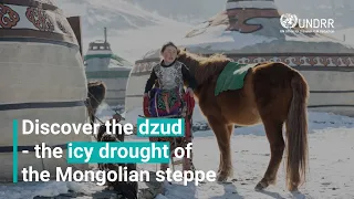 Discover the dzud – the icy drought of the Mongolian steppe | UNDRR