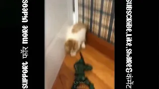 cute baby cat fear with fake soldier toy oo my god so funny🤣😝#shorts #shortsvideo #short