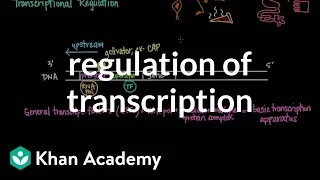 Regulation of transcription | Biomolecules | MCAT | Khan Academy