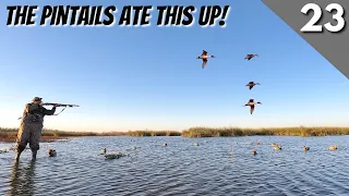 There Were Pintails Everywhere.. | Texas Public Land Duck Hunting