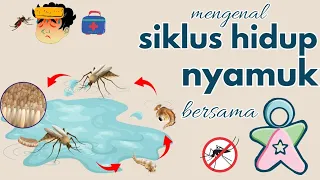 Animasi Siklus Hidup Nyamuk | Life Cycle of Mosquito | Nyamuk Berkembang Biak