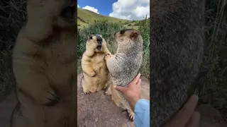 Prairie dog is cute bobak marmot wild animals capybara