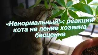 «Ненормальный!»: реакция кота на пение хозяина бесценна