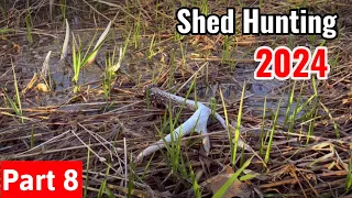 Shed Hunting 2024 - Greening up Fast - Part 8