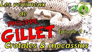 PHILIPPE GILLET nous présente ses SERPENTS VENIMEUX (partie 2) - Mocassins & Crotales
