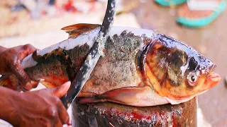 Huge Silver Carp Fish Cutting In Fish Market   Big Head Carp Fish Cutting