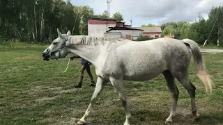 Работа в руках с лошадью
